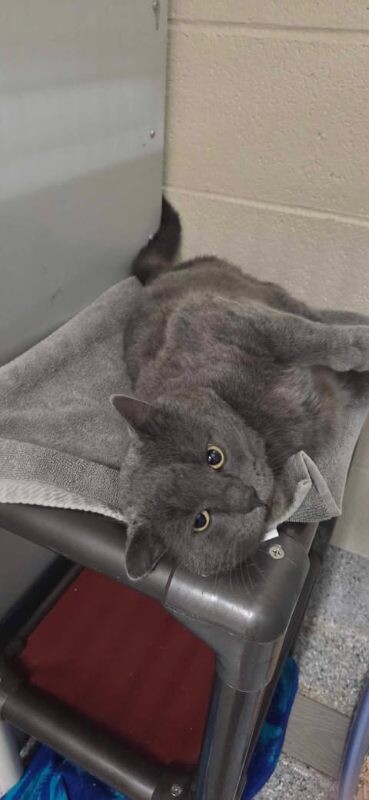 Picture of the Animal Listed